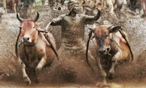 Pacu Jawi: 