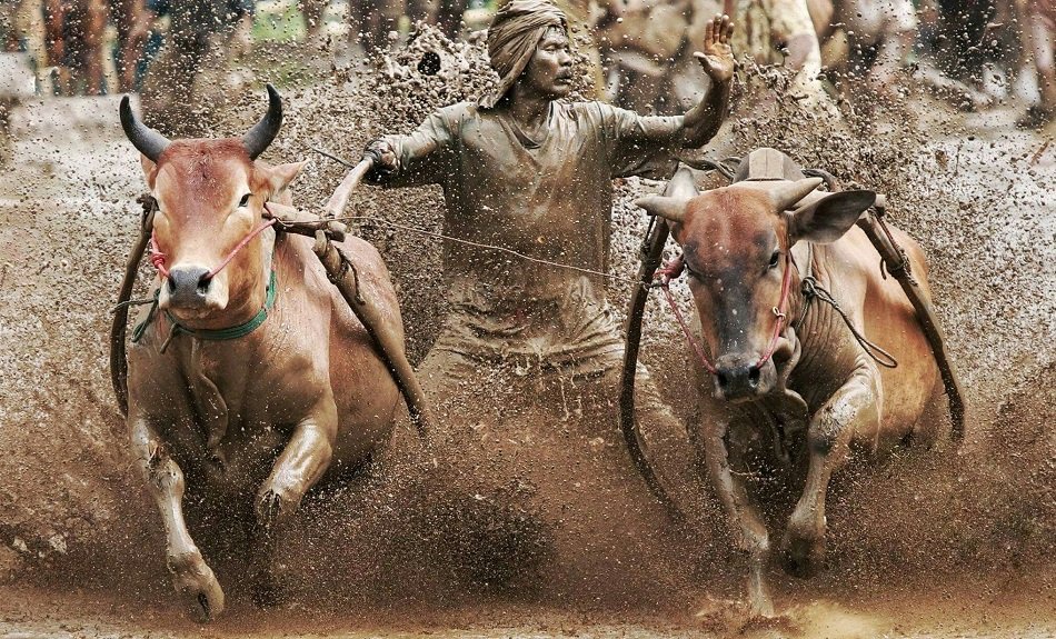 Pacu Jawi: