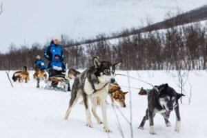 Dogsled Racing (Mushing): 