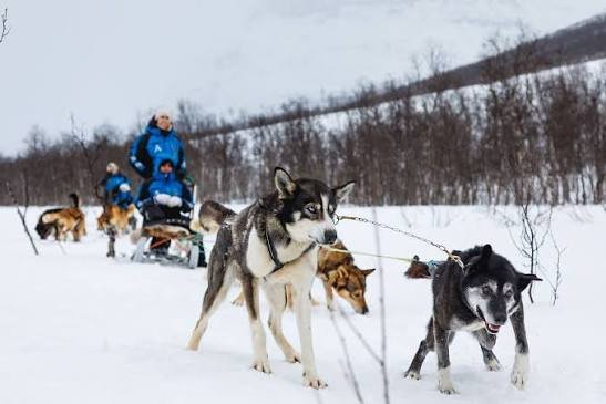 Dogsled Racing (Mushing):